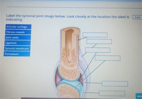 Solved Label The Synovial Joint Image Below Look Closely At Chegg