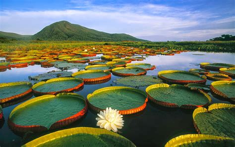 Reservas De La Biosfera Pantanal Brasil