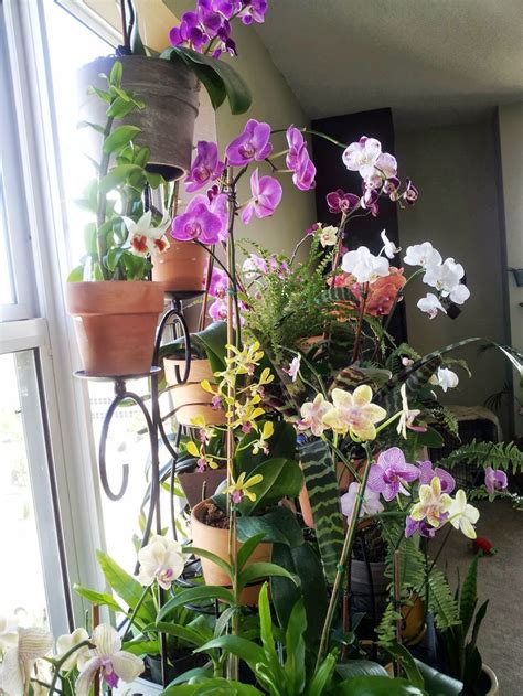 17 Best images about Indoor orchids on Pinterest | Gardens, Flower ...