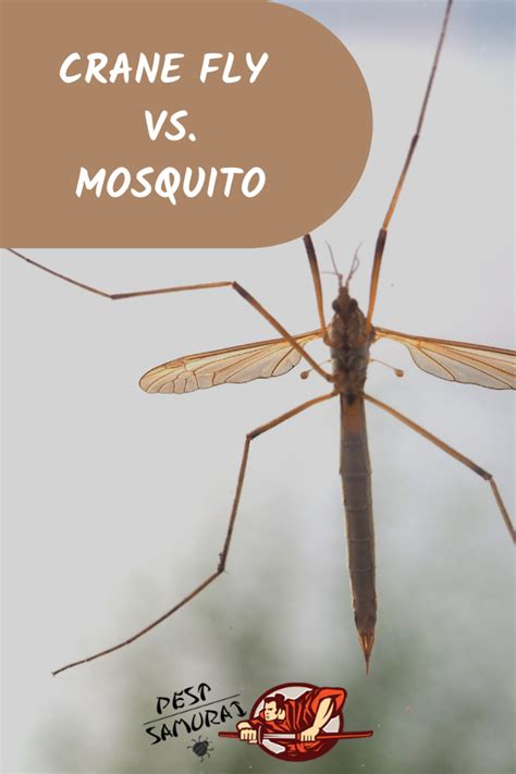 Crane Fly Vs Mosquito