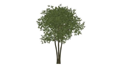 Olive Tree Sketchup Olive Tree Bodegawasuon