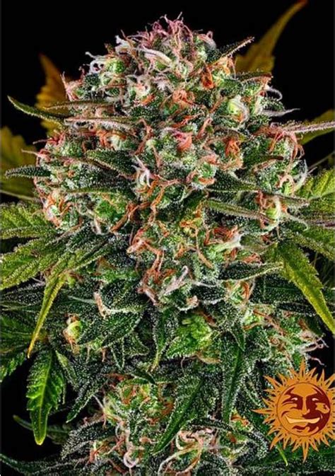 Buy Cheap Strawberry Cheesecake Auto By Barney S Farm Auto Seeds