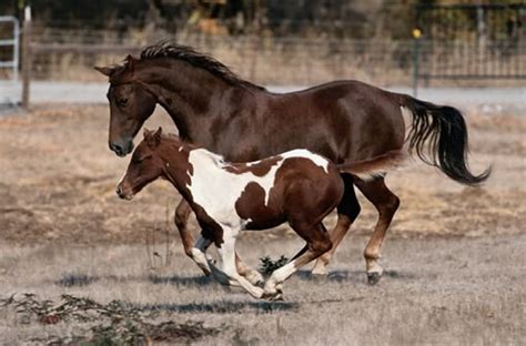 Mare and foal | Beautiful horses, Foals, Horses