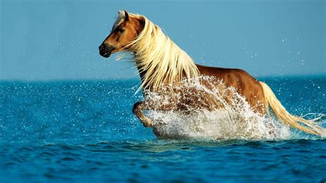 [100+] Cute Horse Wallpapers | Wallpapers.com