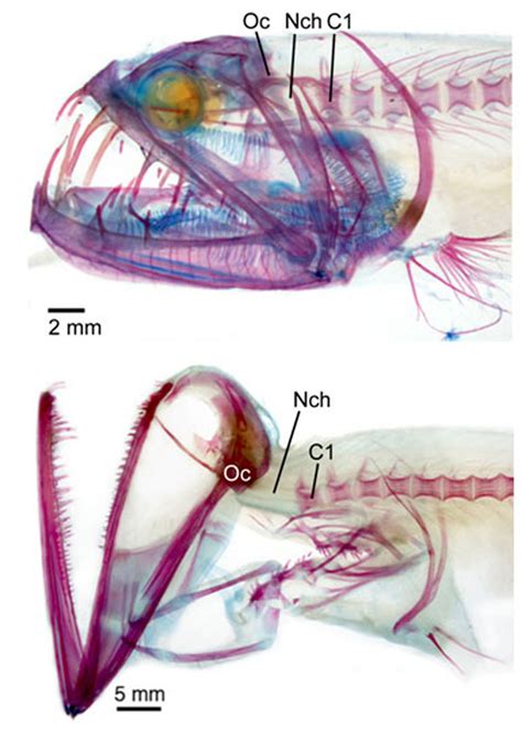 Deep-sea dragonfish research | Smithsonian Insider