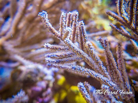 Purple Gorgonian Coral Buy Online