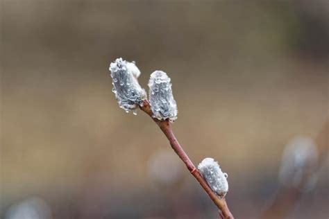 Pussy Willow Free Stock Photo By Geoffrey Whiteway On Stockvault Net