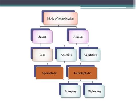 Apomixis | PPT