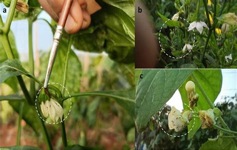 T Parvispinus Adult Infestation On A Chilli Flower B Curled Chilli