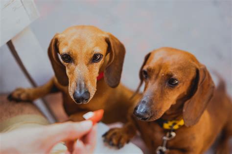 Weiner Dog Photos, Download The BEST Free Weiner Dog Stock Photos & HD Images