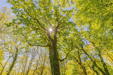 Spring Summer Forest Trees Nature Green Wood Sunlight Backgrounds