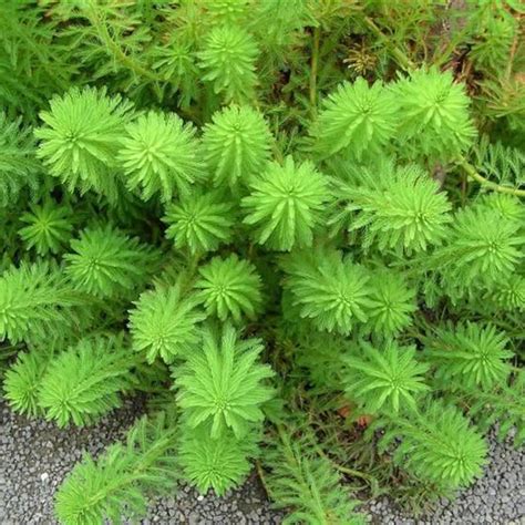 Buy Parrot Feather (Myriophyllum Aquaticum) Online at Best Price in ...