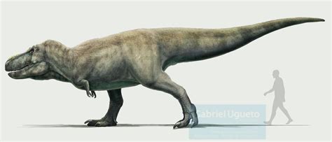 Gabriel N U On Twitter Tarbosaurus On Of The Two Genera Of Giant