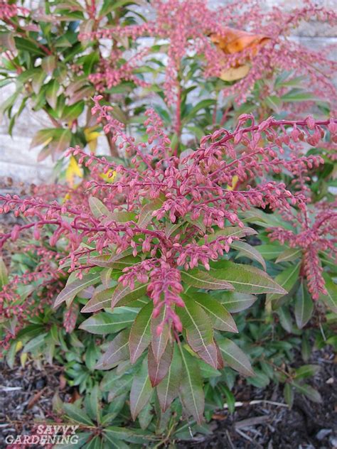 Flowering Shrubs for Shade - Top Picks for the Yard & Garden