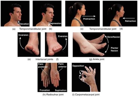 Synovial joint movements Flashcards | Quizlet