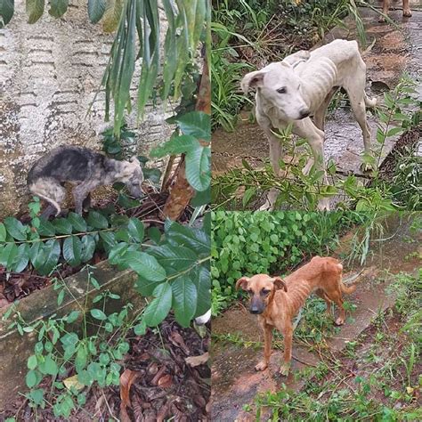 Cães são resgatados sinais de maus tratos durante operação policial