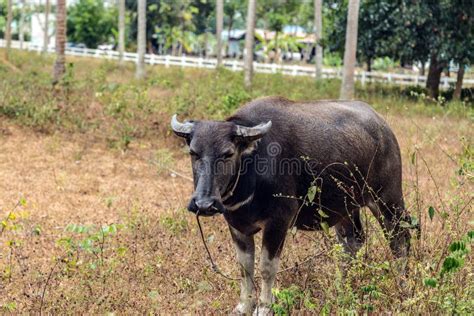 Grazing Carabao stock image. Image of carabao, animal - 123667703