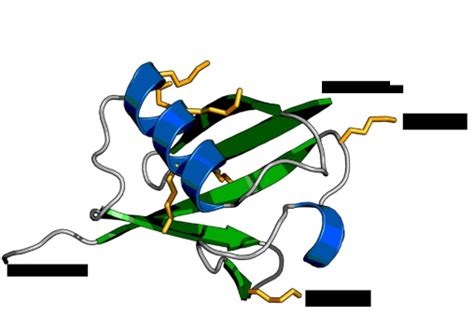 西安齐岳生物提供 辣根过氧化物酶标记修饰泛素；hrp Ubiquitin Rhodamineub ；hrp Ub；ub Hrp产品的描述