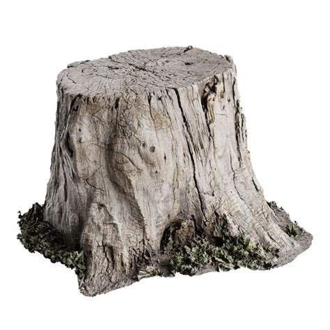 Tree Stump Models Poliigon