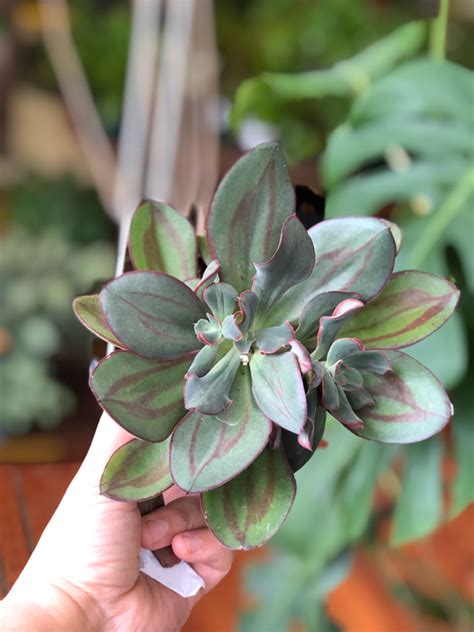 Echeveria Benitsukasa A Modern Plantsman