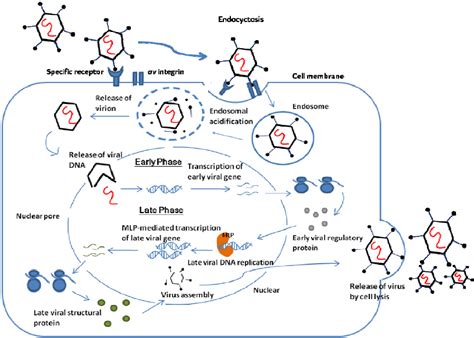 Adenovirus Infection And Replication Pathway