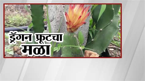 Dragon Fruit Farming ड्रॅगन फ्रुटची यशस्वी लागवड कमी खर्चात यशस्वी उत्पादन Special Report