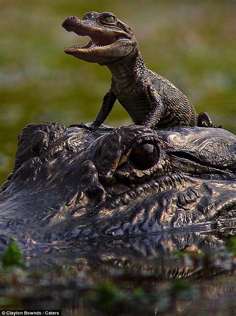 Giving Baby The Heads Up Little Alligator Grins From Ear To Ear As He