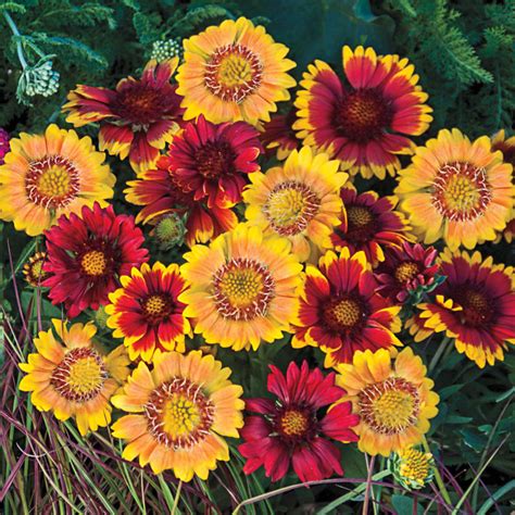 Arizona Sun Gaillardia Mix Gurney S Seed Nursery Co