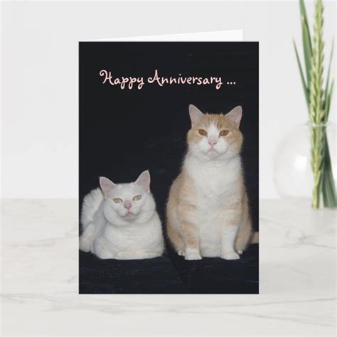 Funny Cats Anniversary Card Zazzle