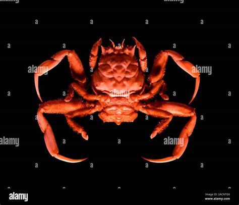 Human Faced Crab Dorippe Quadridens This Crab Is Found At A Depth Of