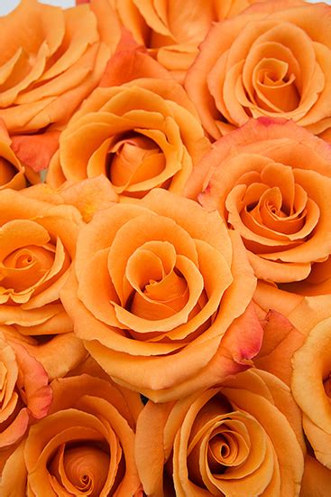 Orange Unique Roses - Calyx Flowers, Inc