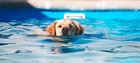 Can Dogs Swim In Public Pools