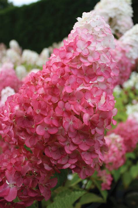 Hydrangea Pictures - National Garden Bureau