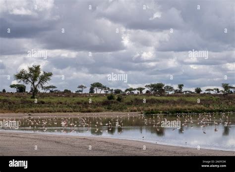 Serengeti Birds Hi Res Stock Photography And Images Alamy