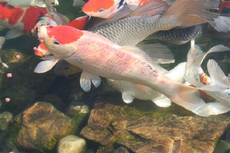 Koi Symptom Diagnosis Hanover Koi Farms