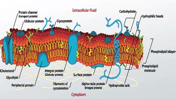 Glycoproteins | Definition, Function & Examples - Lesson | Study.com