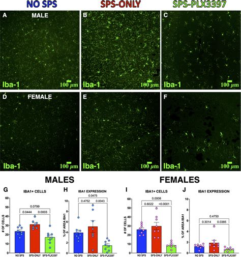 PLX3397 Reduced The Number Of Iba 1 Cells In The Ventral Hippocampus