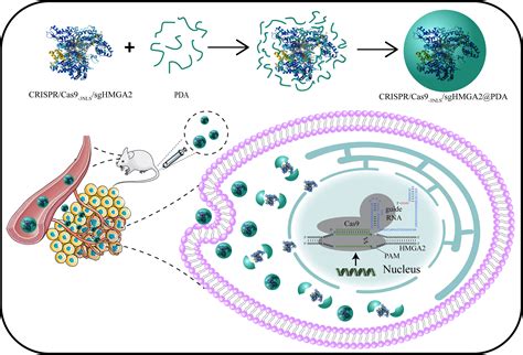 Frontiers Crisprcas9 3nlssghmga2pda Nanosystem Is The Potential