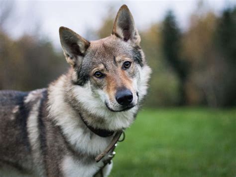 Excitable Wolf Dog Can't Contain Her Joy While Playing With Tiniest