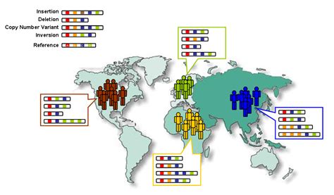 File:Genetic Variation.jpg - Wikimedia Commons