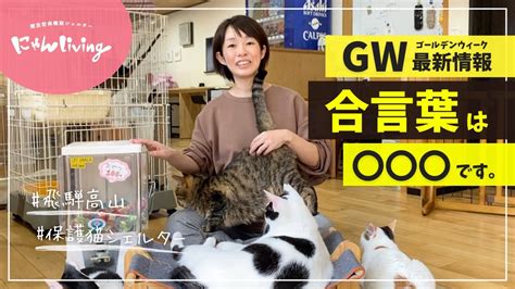 【gw】新年度のご報告・ゴールデンウイーク最新情報について【保護猫シェルターにゃんliving】 Youtube