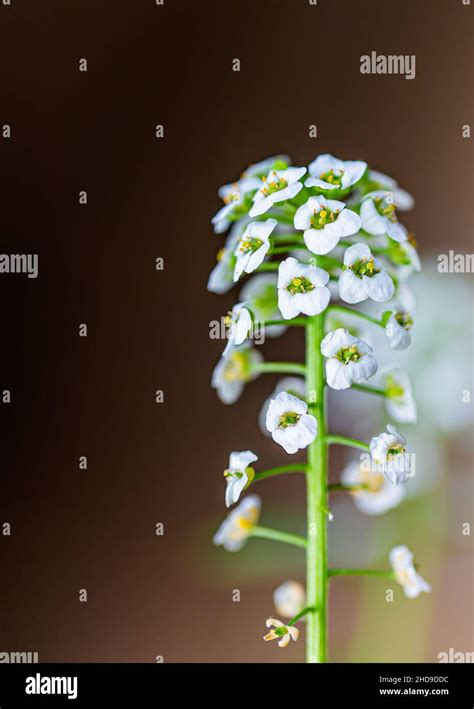 Sweet Alyssum flower bunch in garden standing alone Stock Photo - Alamy