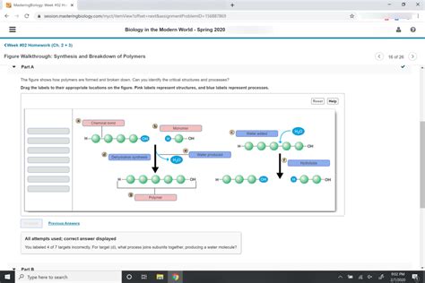 Synthesis And Breakdown Of Polymers Diagram Quizlet