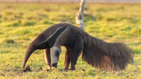 When you think of an anteater, a quirky-looking mammal with specialized ...