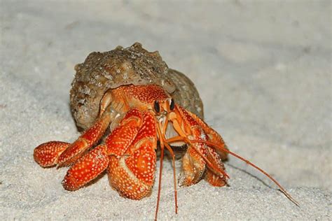 Strawberry Hermit Crab – Detailed Guide: Care, Diet, and Breeding ...