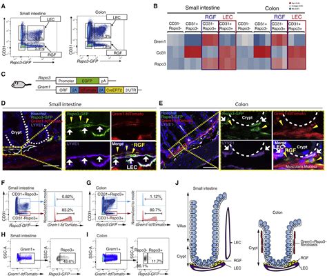 Lymphatics And Fibroblasts Support Intestinal Stem Cells In Homeostasis And Injury Cell Stem Cell