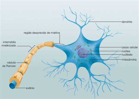 Características Do Tecido Nervoso Função E Histologia Planeta Biologia