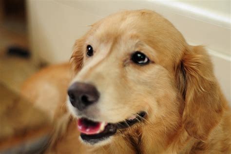 Relieved Golden Retriever Puppies Retriever