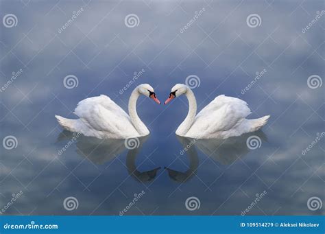 Swan Love. Love of Swans. Swans Pair in a Celestial Cloudy Lake Stock ...