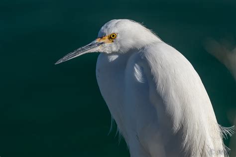 Snowy Egret Just Milling Around It Was Nice To See All Th Flickr